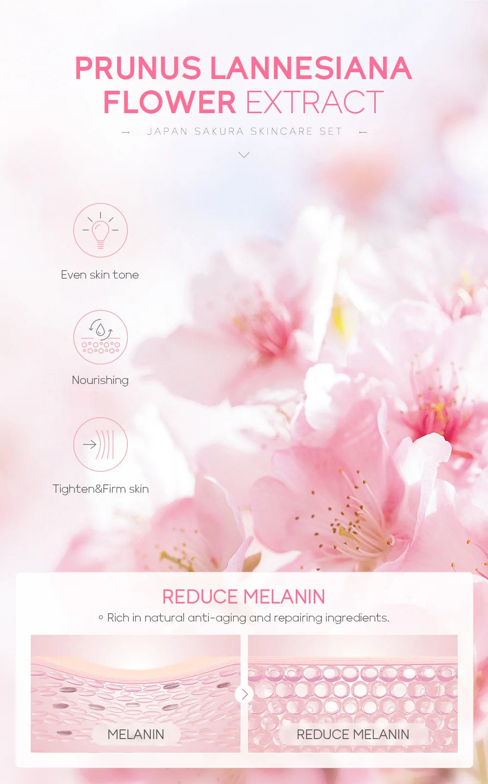 Sakura deluxe set